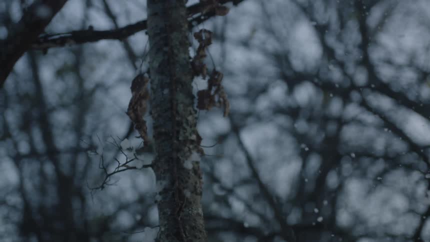 Snowflakes falling on tree branches