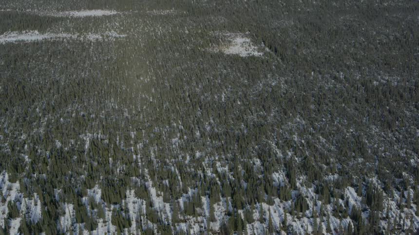 Aerial view of a large forest with snow on the ground