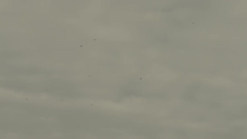 Birds flying in a cloudy sky