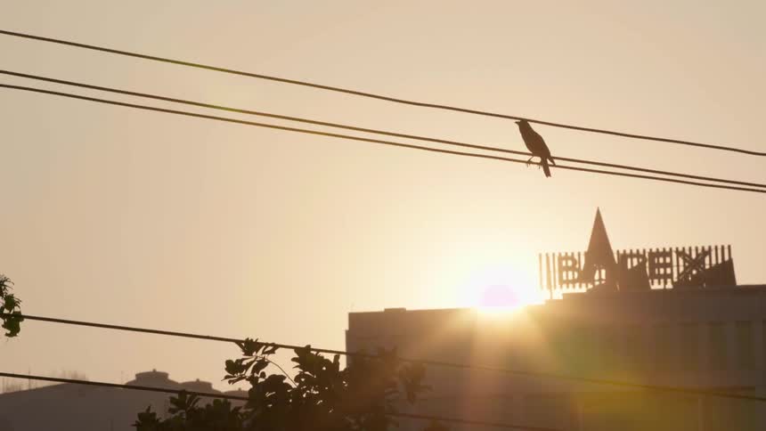 A bird sits on a power line at sunset