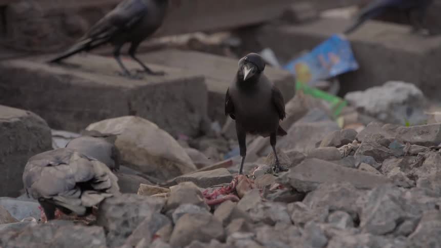 Several birds hop and peck at stuff in the rocks along a train track