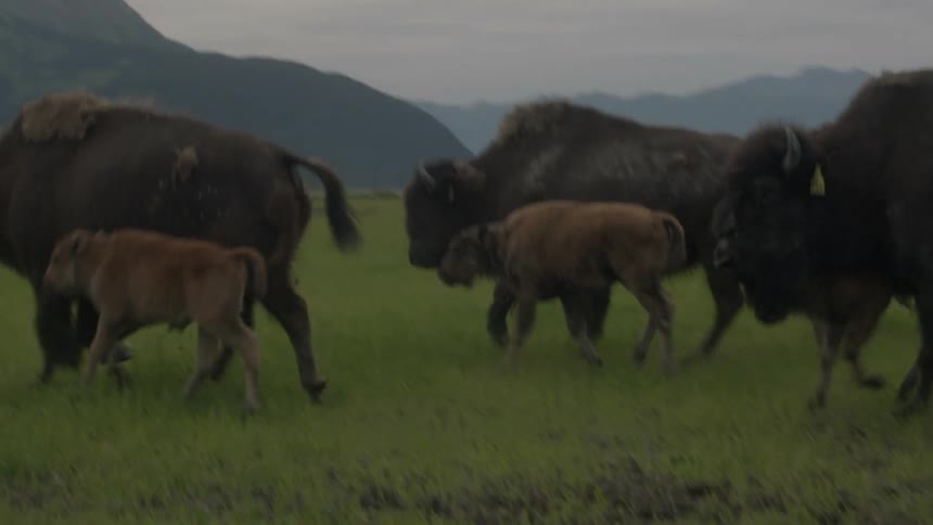 Bison walk in a grassy field near mountains