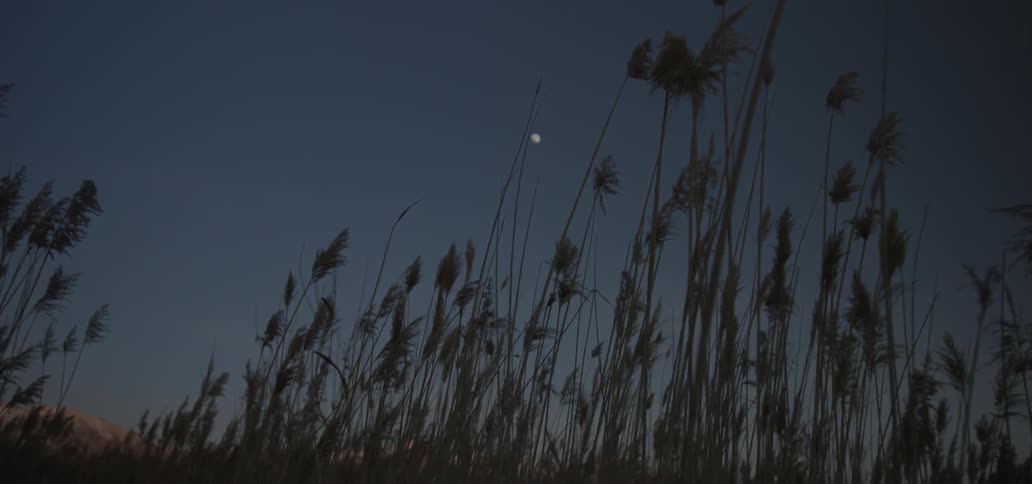 Grass stands in a field at dusk