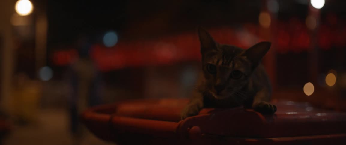 A cat sits on a counter rubbing against it