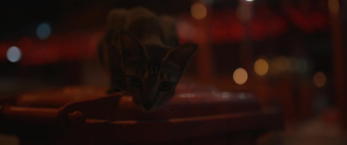 A cat looks over the edge staring forward
