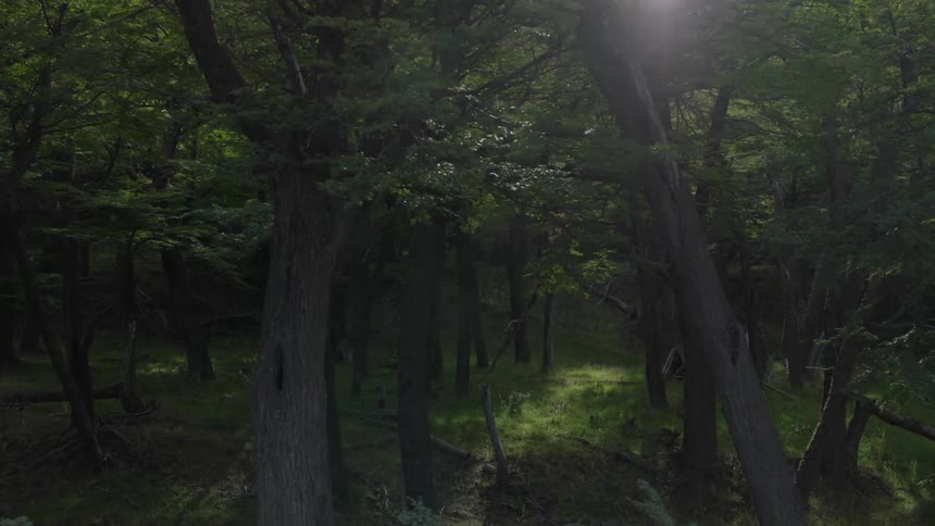 A dark looking forest as the sun shines through the leaves