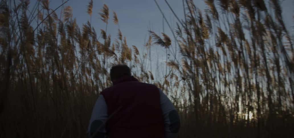 A man walks past long stalks of a field