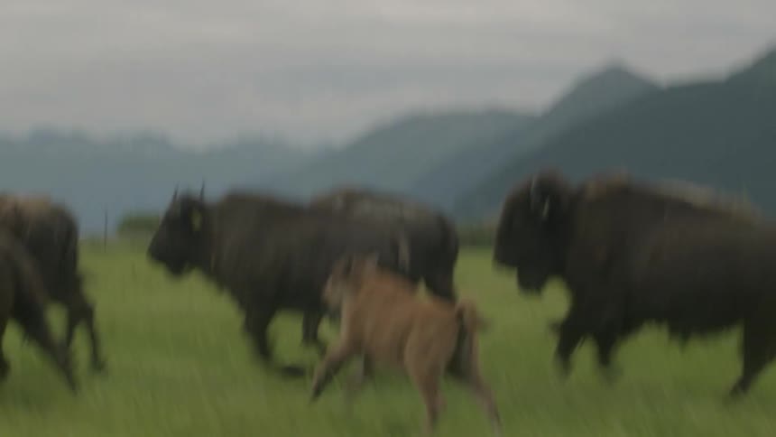 Animals race across the grass together