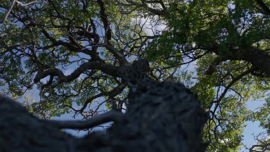 The tree is tall and full of green leaves