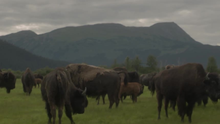 Bison graze in a grassy field near mountains