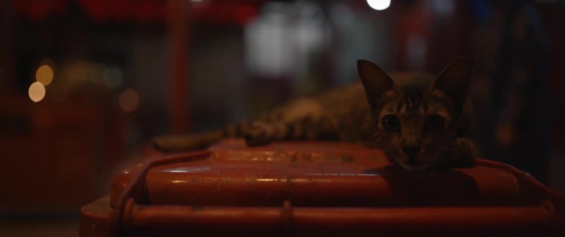 A cat is resting at night