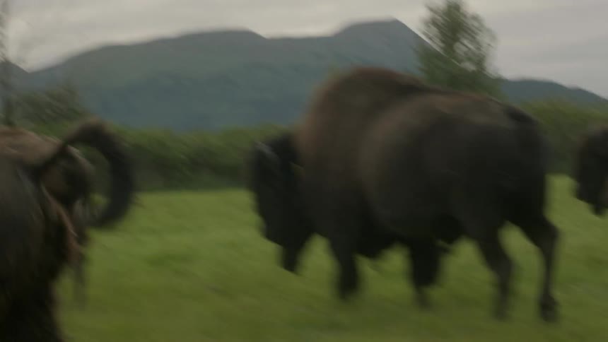 Buffalo galloping across the plains