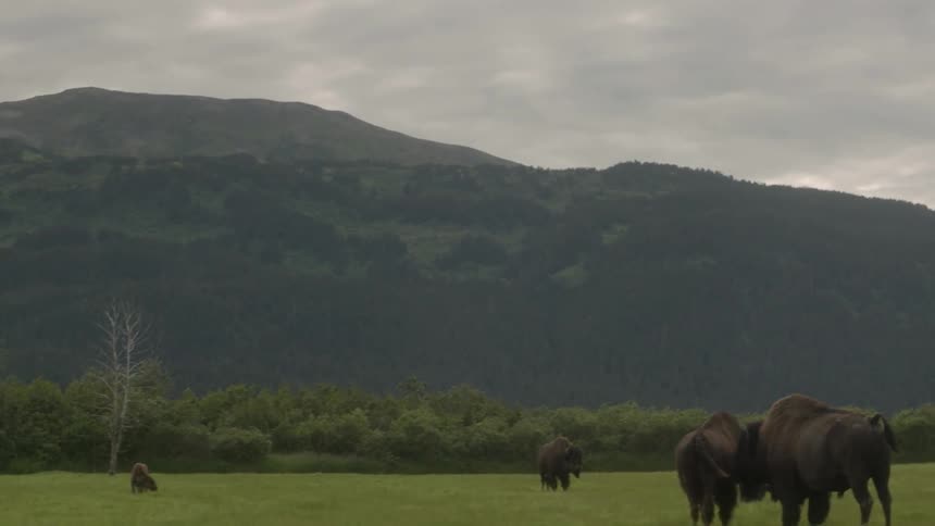 Animals graze on the green field
