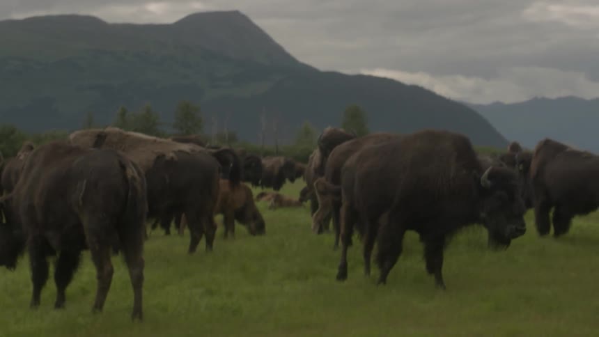 Bison graze in a grassy field near mountains