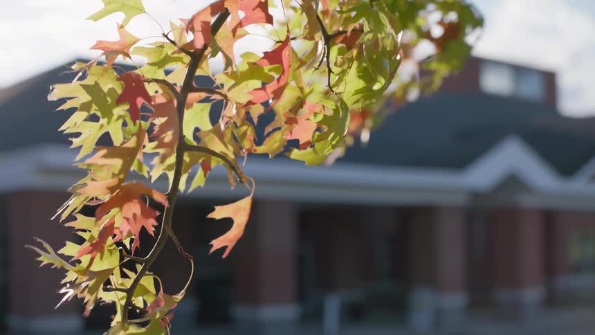 The wind blows through a tree branch on a sunny day