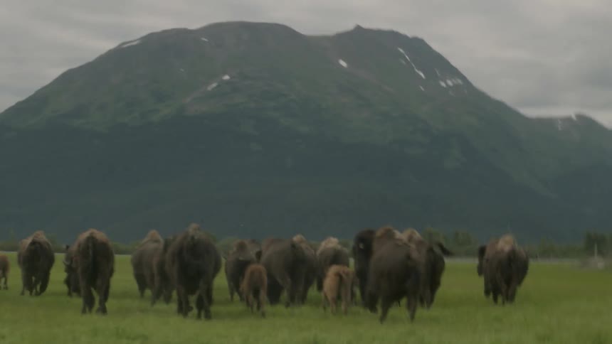 Buffalo herd over the green field