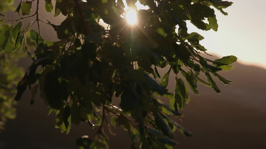 The sun is being filmed twinkling through some leaves on a tree