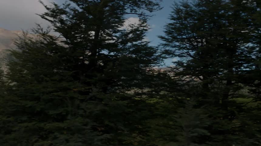 Trees near a mountain