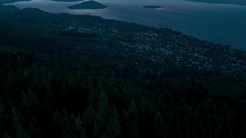 The forest is lush and dark at night
