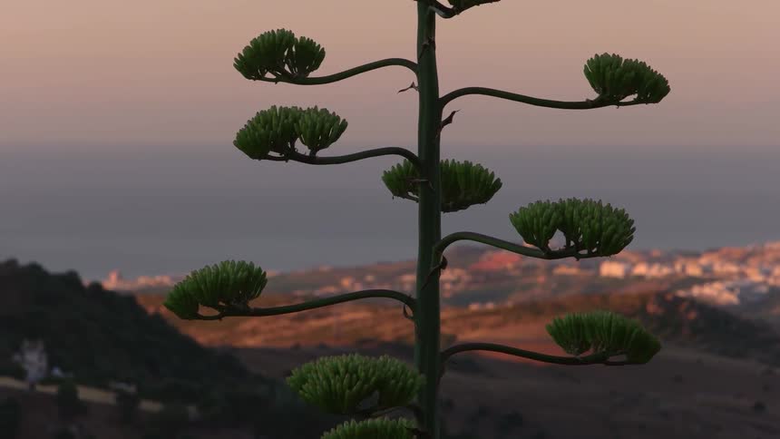 A tree sways in the wind
