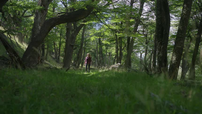 A person is hiking through the forest