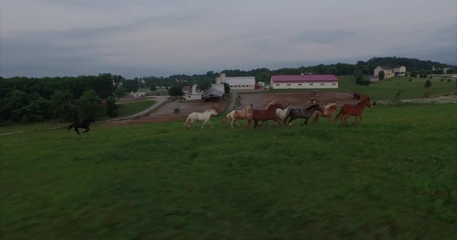 Horses race along the green hills