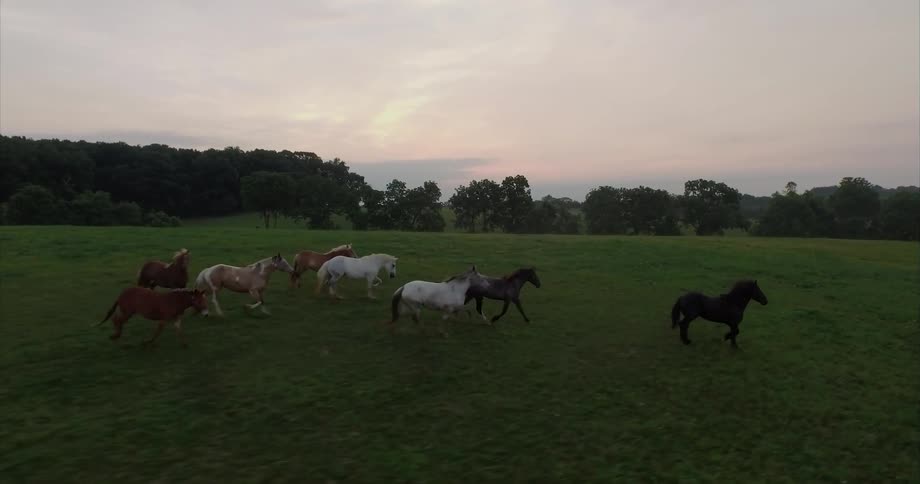 Horses are running through a field