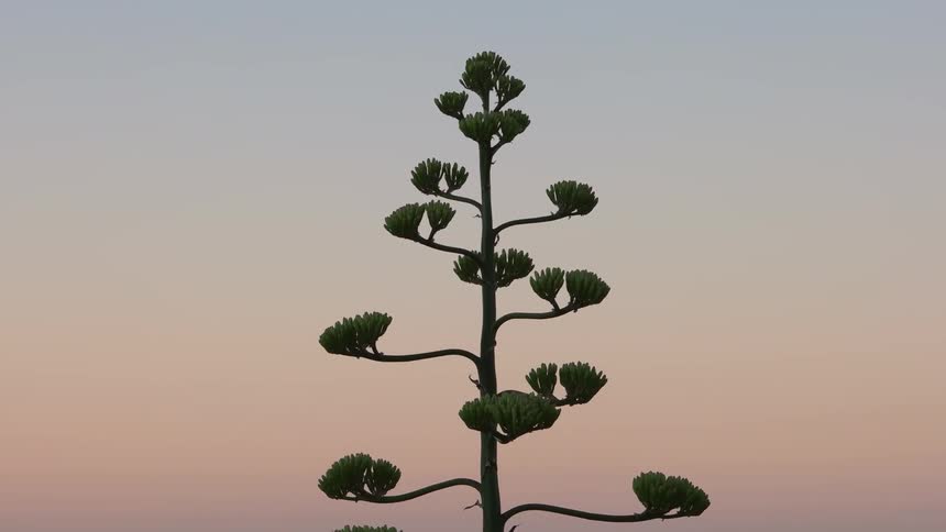 A tree has small branches and leaves