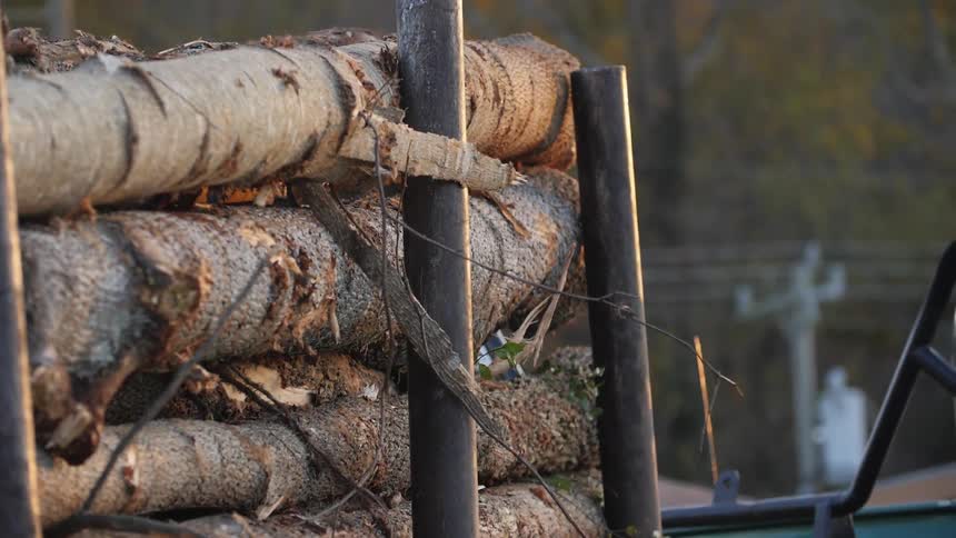 Logs are piled up on a truck bed
