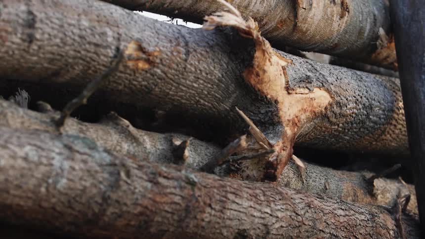 A stack of logs sits on a truck bed