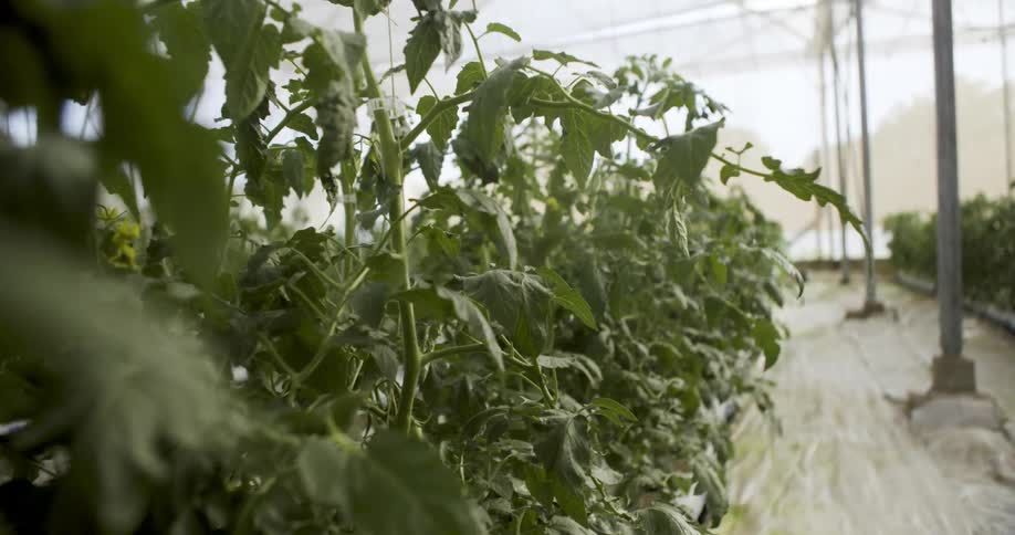 Rows of plants grow in containers in a greenhouse