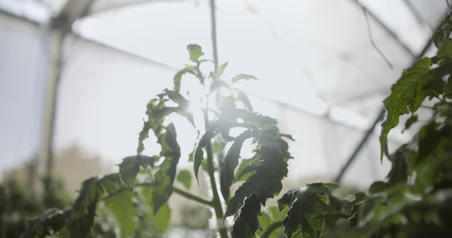 Sun shining on plants in a greenhouse