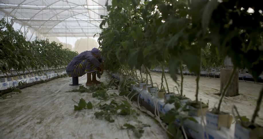 A person is working in a farm