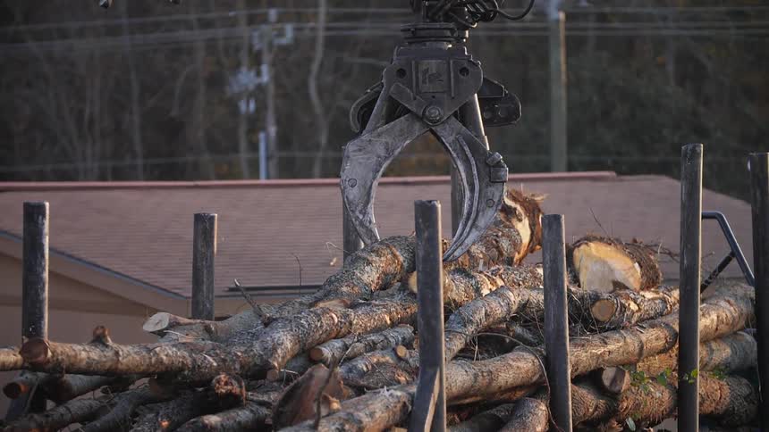 A crane loads tree logs onto a truck