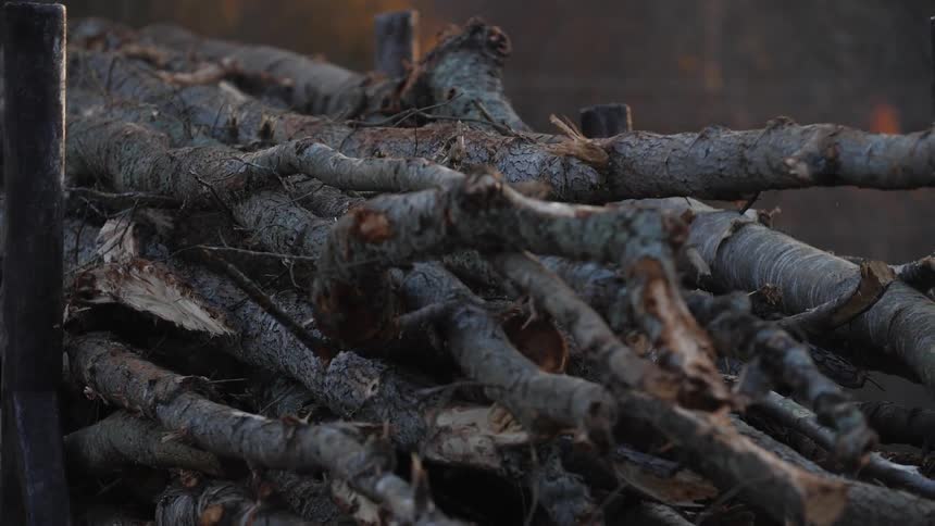 A stack of logs sit in the yard