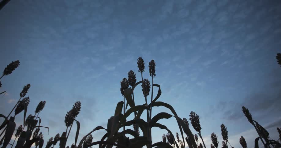 Crops grows in a field at dusk