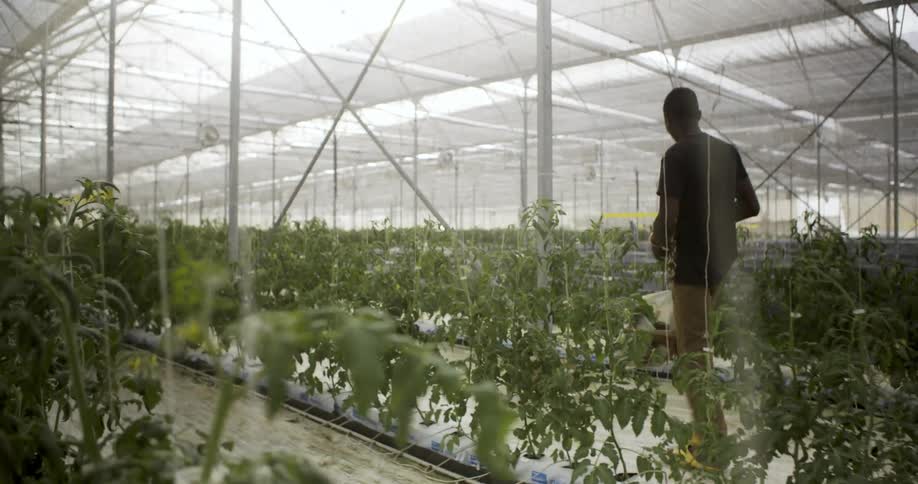 A man walks through an indoor farm