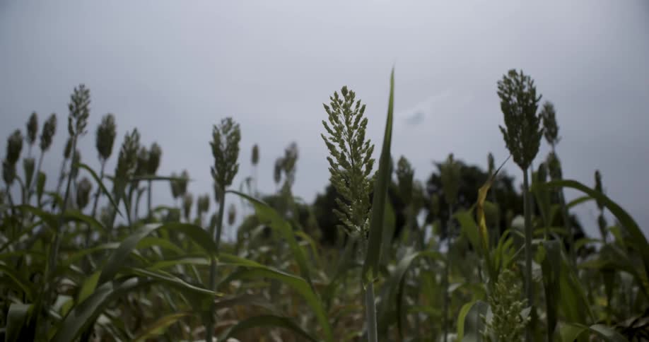 Plants sway in the breeze