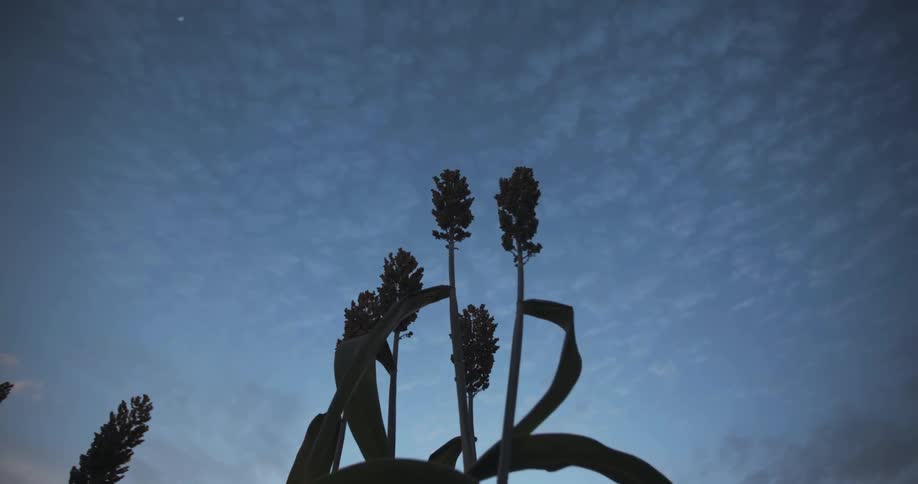 Close up of plant at sunrise