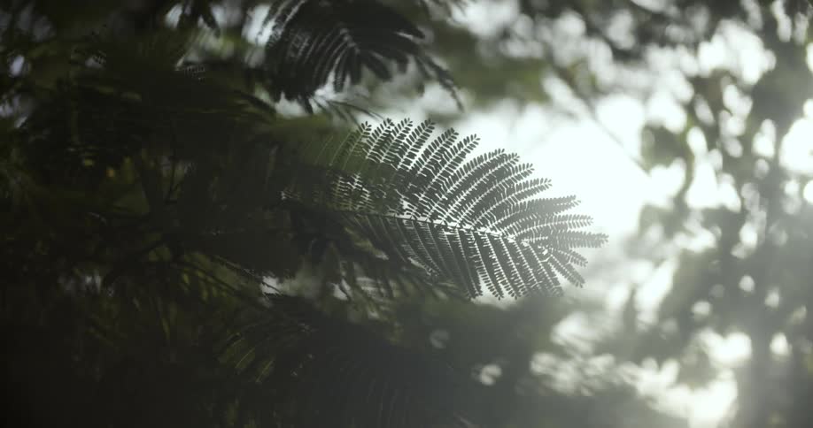 Feathery tree leaves blow in the wind on a sunny day