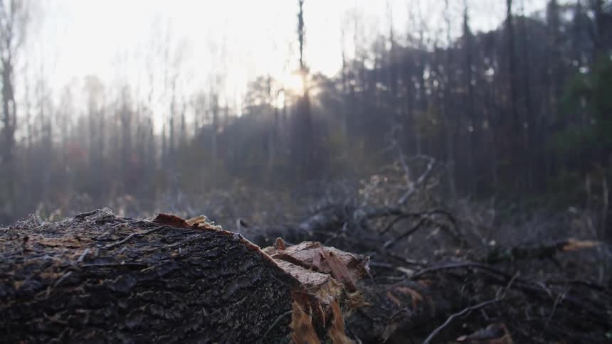 A large tree lays on its side in the woods