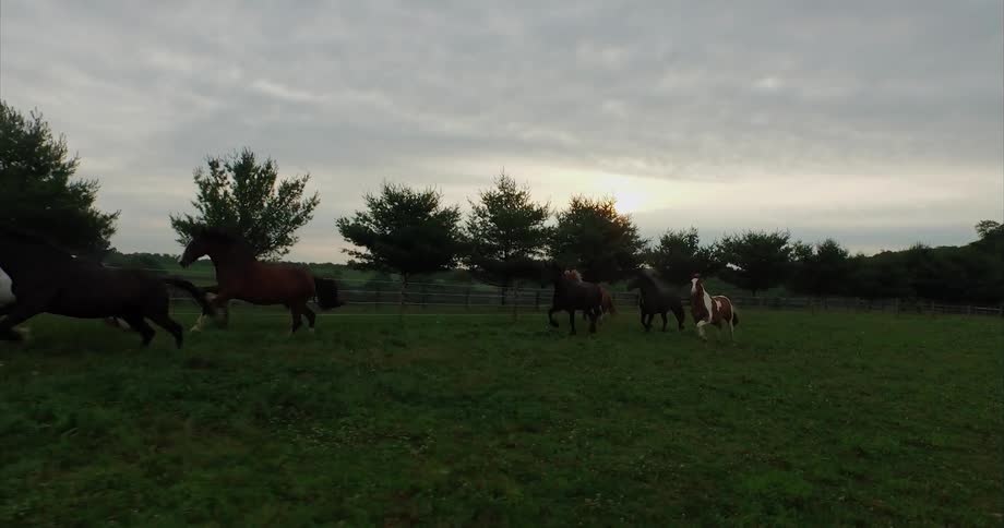 Horses race together on the grass