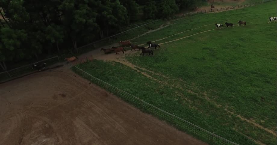 Aerial view of a bunch of horses running through a field