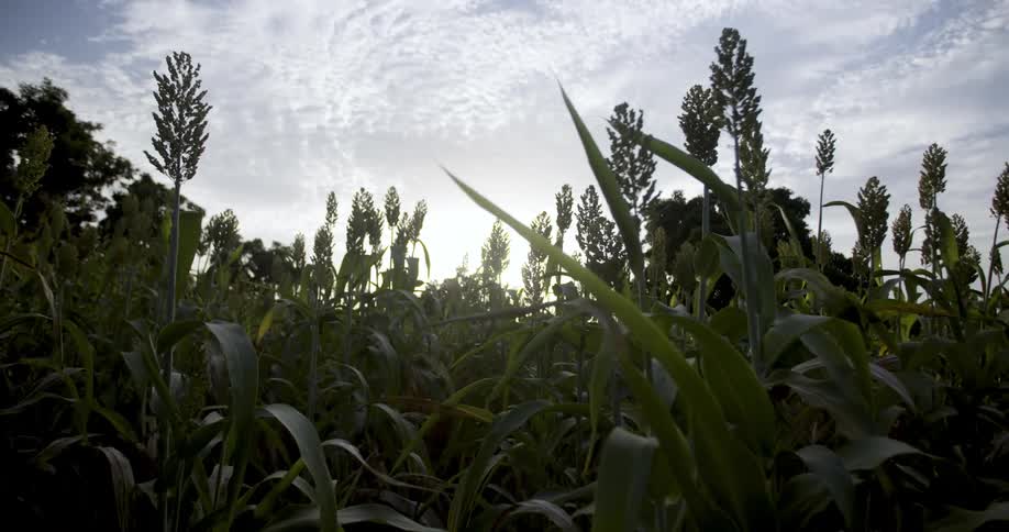 The tall stalks are receiving sun from the sky