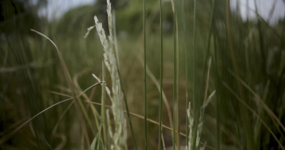 Tall weeds in a field