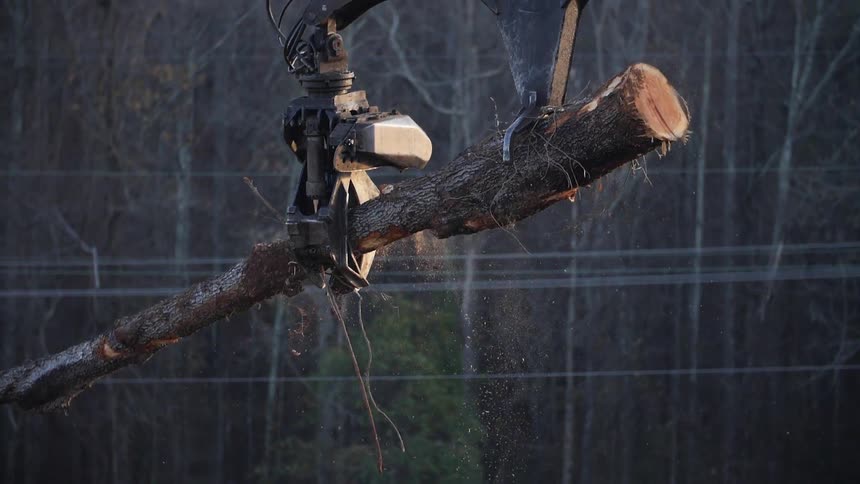 A crane lifts a cut down tree into the air