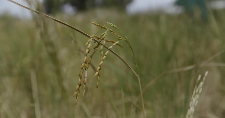 Weeds blowing in the wind