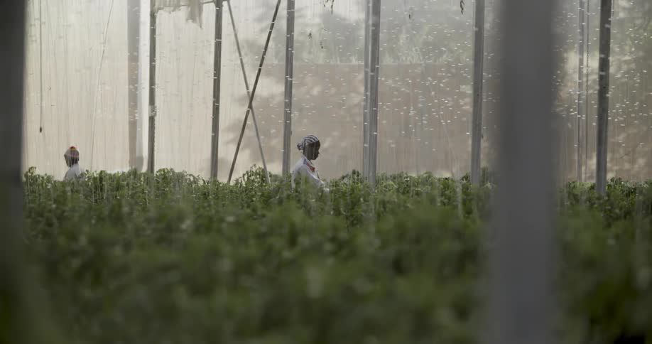 Two people work with the plants