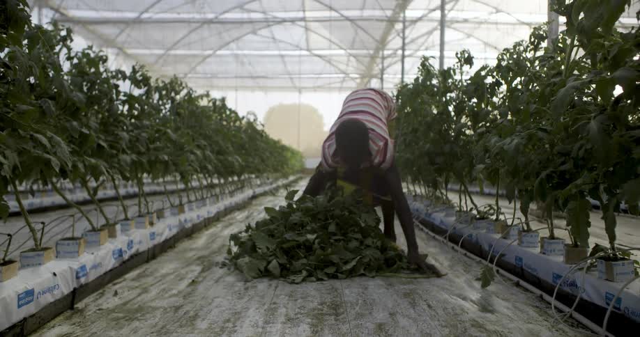 A woman gathers greens from a farm