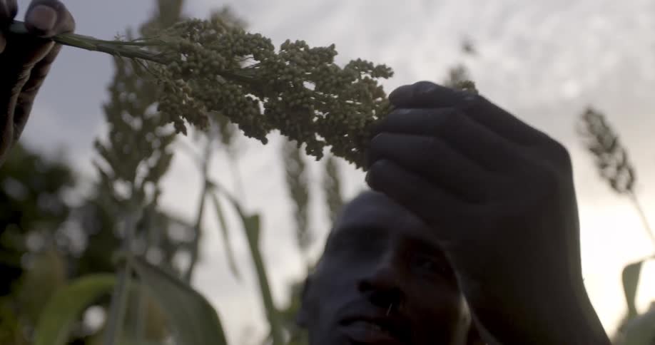 Man looks at a clump of weeds